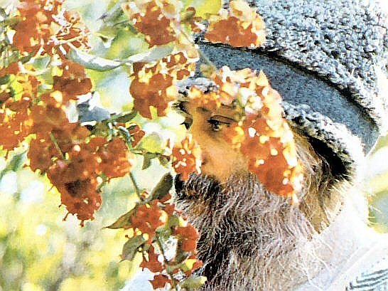 Osho on Trees